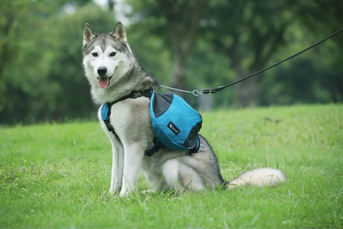 Dog wearing a blue backpack in a grassy field