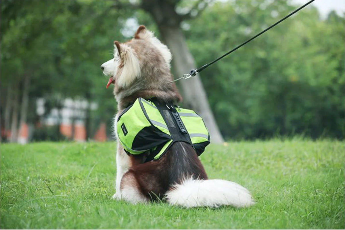 Dog wearing a reflective harness sitting on grass with a blurred background