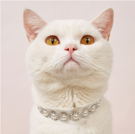 Cat Pearl Rhinestone Necklace Collar