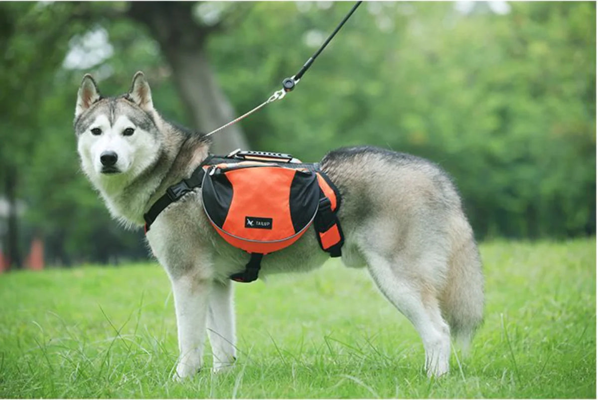Dog wearing an orange and black backpack in a grassy outdoor setting