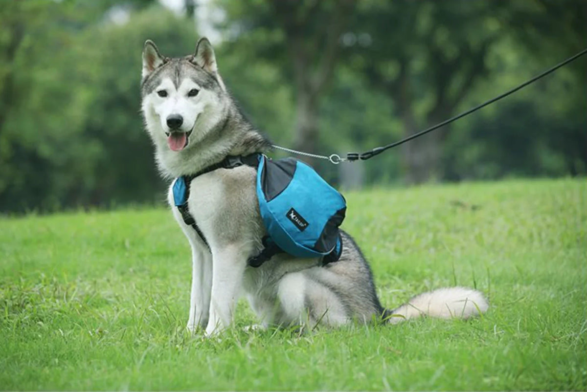 Dog wearing a blue backpack in a grassy field