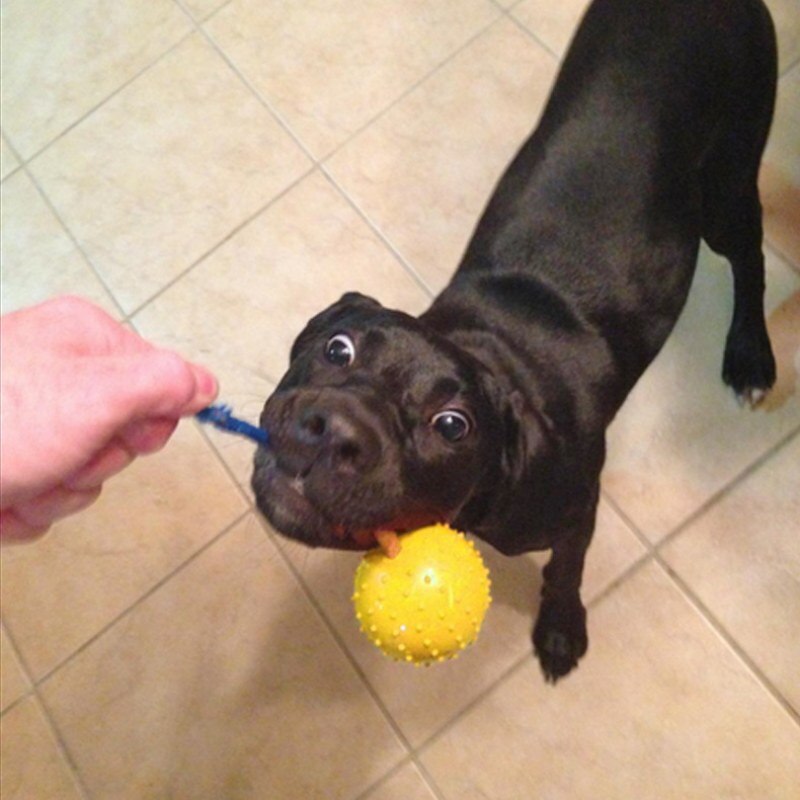 Natural rubber dog ball on cotton rope - treat-dispensing fetch and training toy for dogs