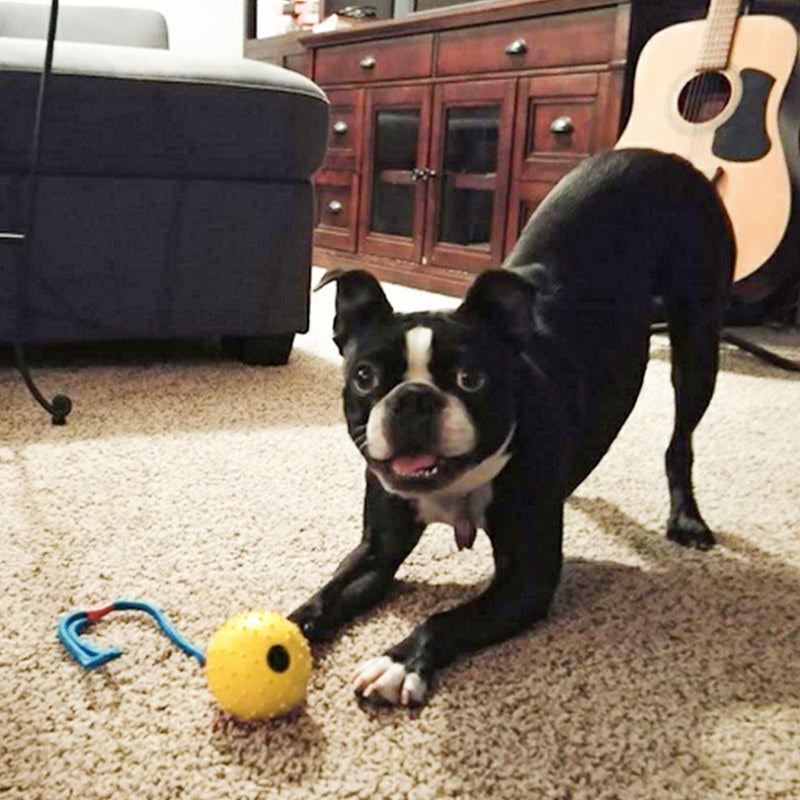 Natural rubber dog ball on cotton rope - treat-dispensing fetch and training toy for dogs