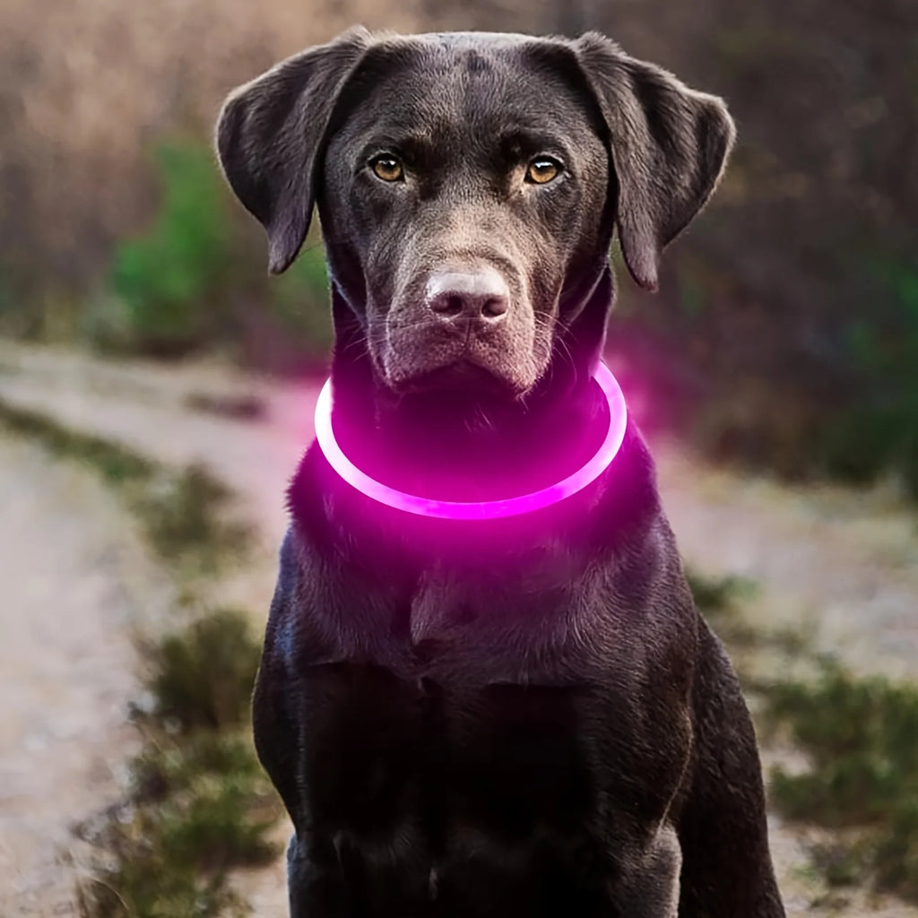 USB Rechargeable LED Light-Up Dog Collar – Night Safety Collar