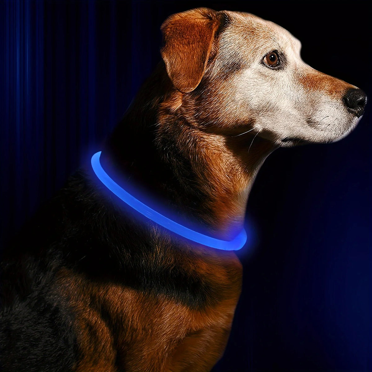 USB Rechargeable LED Light-Up Dog Collar – Night Safety Collar