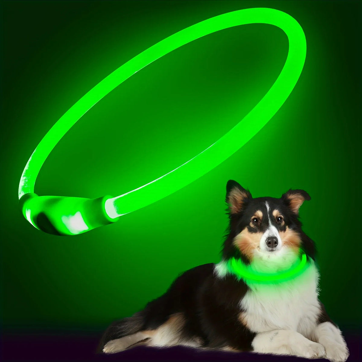 USB Rechargeable LED Light-Up Dog Collar – Night Safety Collar