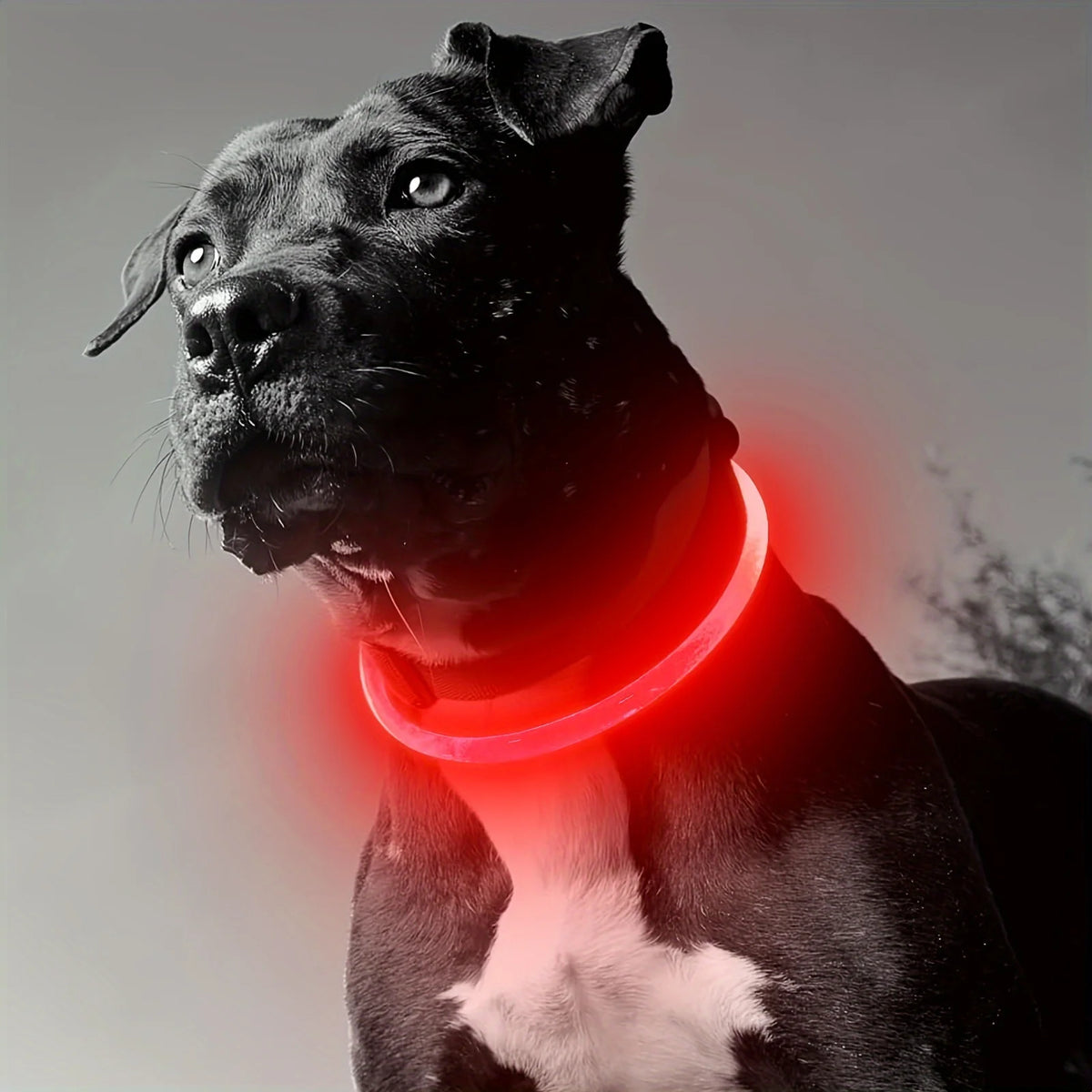 USB Rechargeable LED Light-Up Dog Collar – Night Safety Collar
