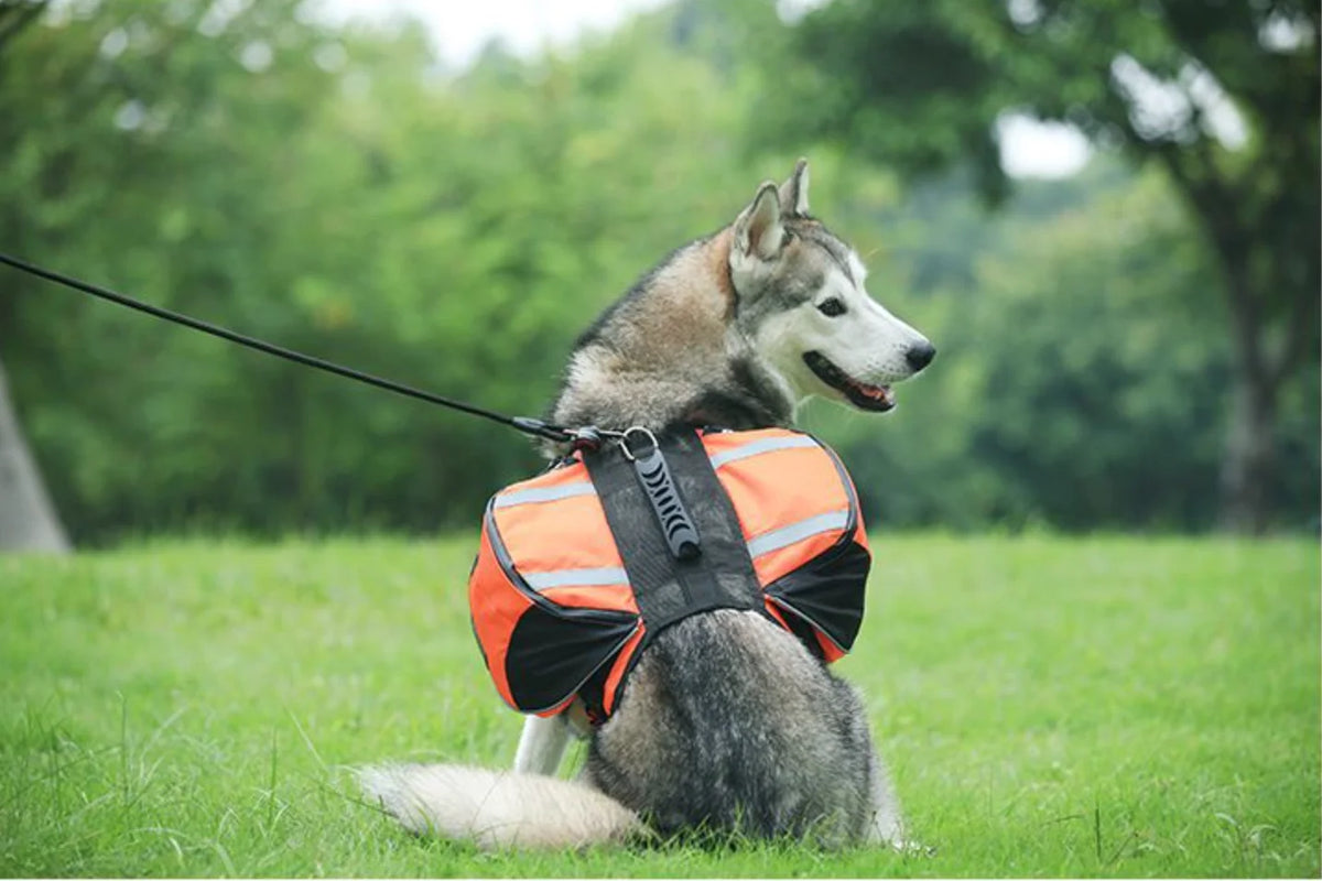 Dog wearing an orange reflective back pack sitting on grass with trees in the background